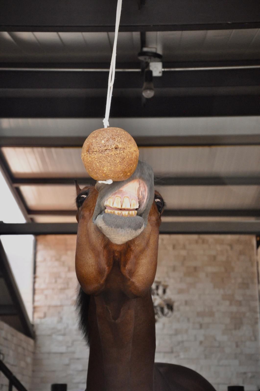 Equinolik - Ball