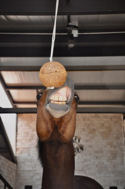 Equinolik - Ball